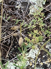 Astragalus versicolor