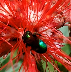 Calloceratina