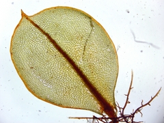 Cinclidium stygium