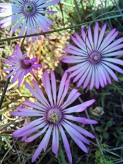 Lampranthus peacockiae