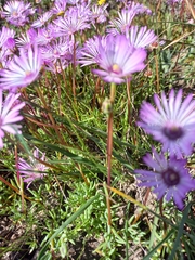 Lampranthus peacockiae