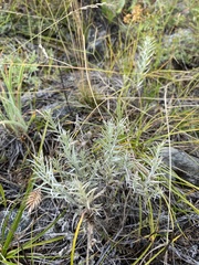 Cymbaria daurica