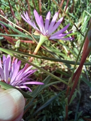 Lampranthus peacockiae