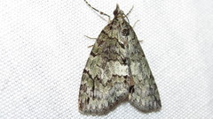 Hydriomena transfigurata