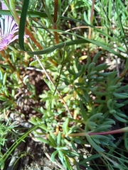 Lampranthus peacockiae