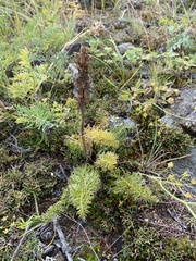 Pedicularis rubens