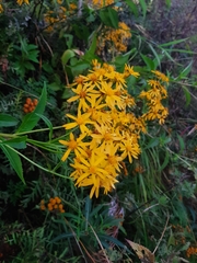 Senecio sarracenicus