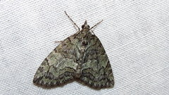 Hydriomena transfigurata