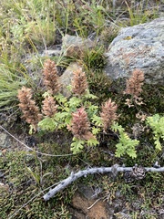 Dracocephalum pinnatum