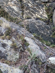 Smelowskia alba