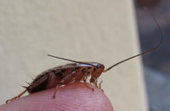 Temnopteryx phalerata