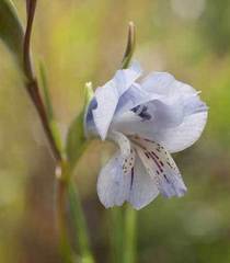 Gladiolus gracilis