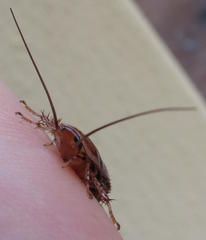 Temnopteryx phalerata