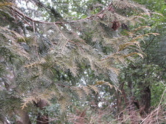 Chamaecyparis obtusa
