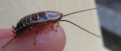 Temnopteryx phalerata