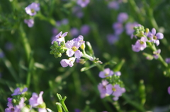 Cakile maritima baltica