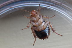 Temnopteryx phalerata