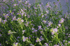 Cakile maritima baltica