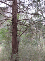 Chamaecyparis obtusa