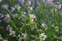 Cakile maritima baltica