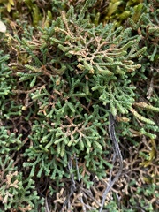 Selaginella sanguinolenta