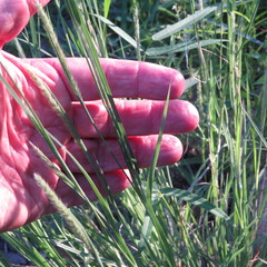 Muhlenbergia alopecuroides