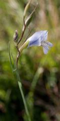 Gladiolus gracilis
