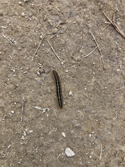 Malacosoma alpicolum