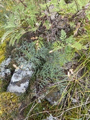 Astragalus versicolor