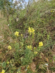 Linaria biebersteinii