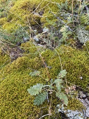 Potentilla sericea