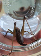 Alfredectes semiaeneus