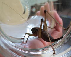 Alfredectes semiaeneus