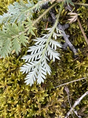 Potentilla sericea