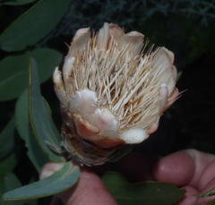 Protea punctata