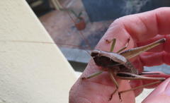 Alfredectes semiaeneus