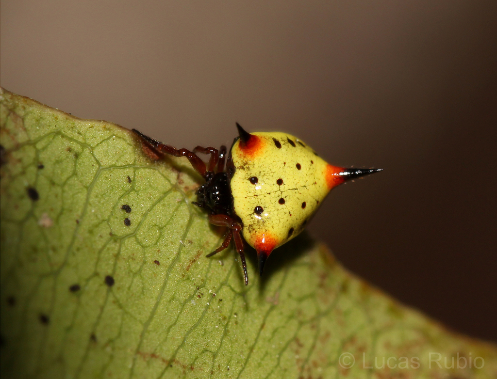 Phoroncidia reimoseri