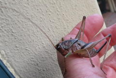 Alfredectes semiaeneus