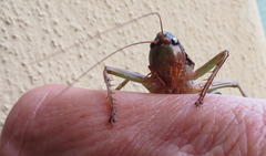 Alfredectes semiaeneus