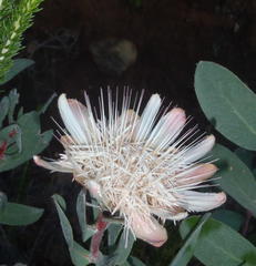 Protea punctata