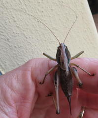 Alfredectes semiaeneus
