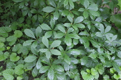 Eleutherococcus sessiliflorus