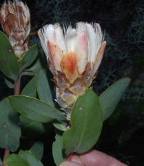 Protea punctata