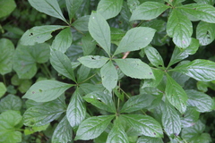 Eleutherococcus sessiliflorus