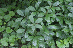 Eleutherococcus sessiliflorus