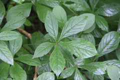 Eleutherococcus sessiliflorus