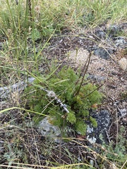 Pulsatilla tenuiloba