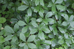 Eleutherococcus sessiliflorus