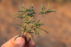 Halocnemum strobilaceum