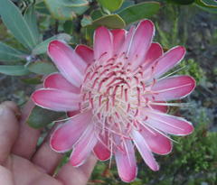 Protea punctata